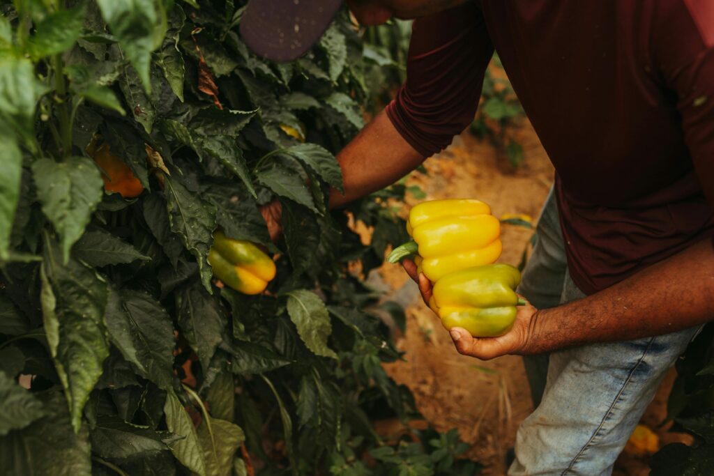 Genome Editing in Agriculture