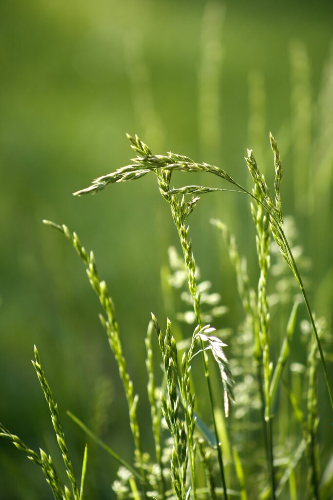 Genome Editing in Agriculture