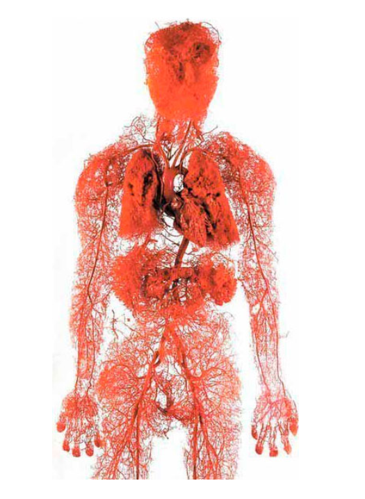 Heart Health Revolution: Discover the Breakthrough Power of CholestOff CholestOff